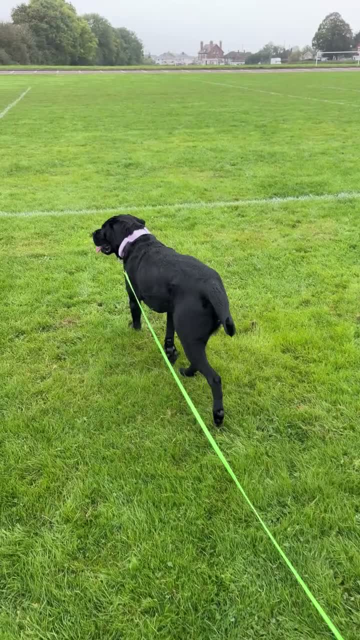 Mixed Breed dogs for sale: Bonnie needs a new home. - Video 2