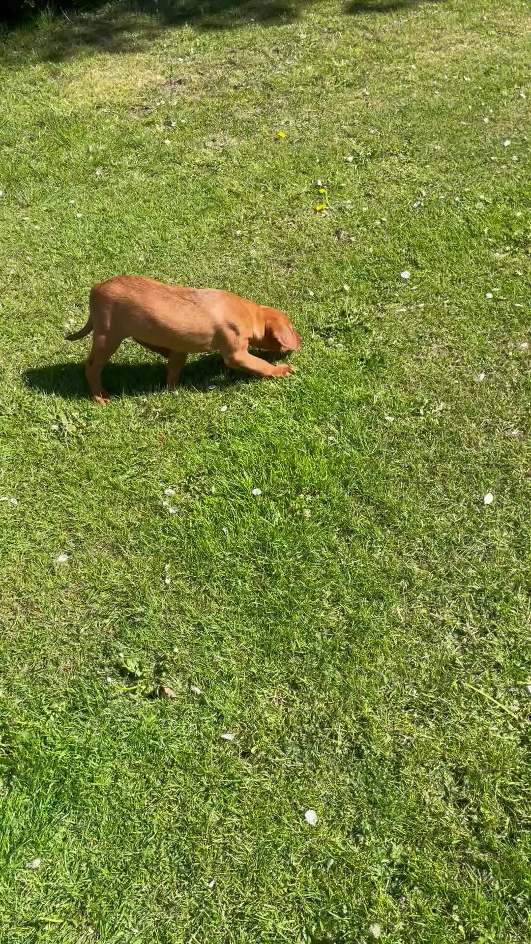 Labrador Retriever dogs for sale: Dark Fox Red Girl Ready Now - Video 1