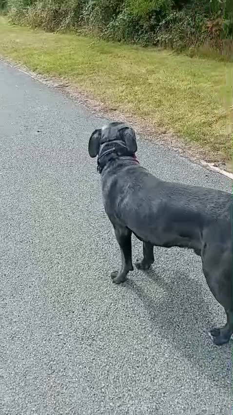 Cane Corso dogs for sale: Cane Corso looking for his new home. - Video 1