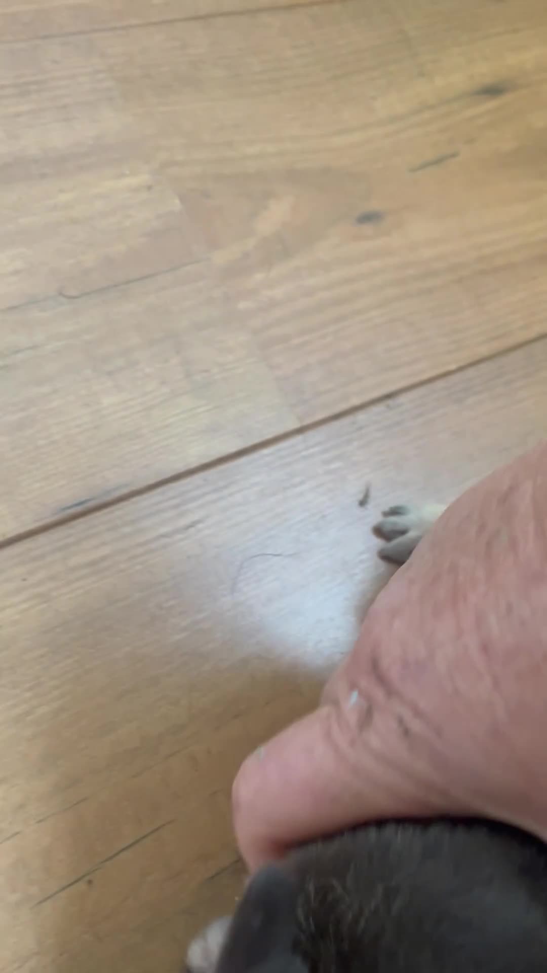 French Bulldog dogs for sale: French bulldog female - absolutely stunning  - Video 2