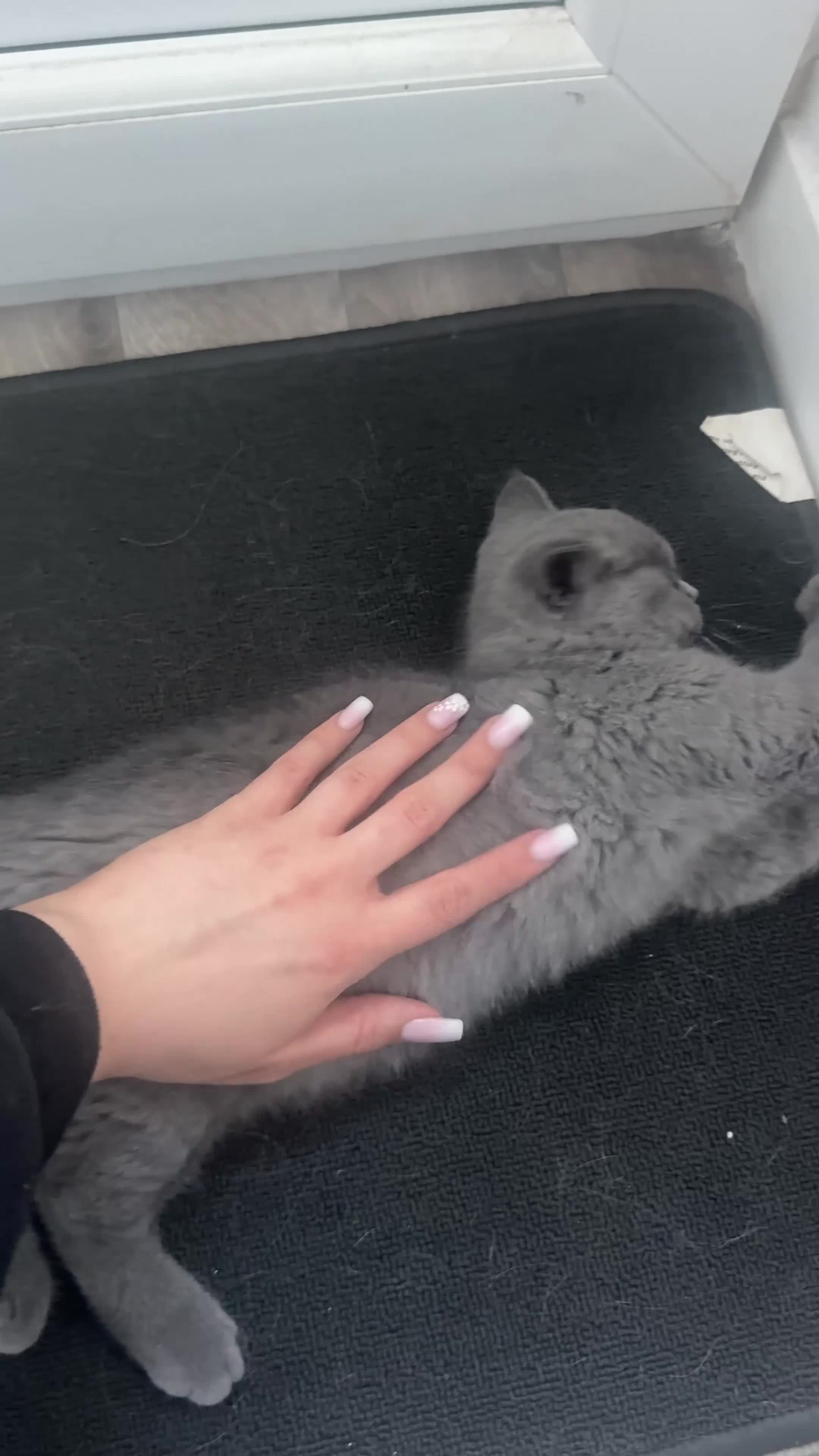 British Shorthair cats for sale: BRITISH SHORTHAIRxSCOTTISH FOLD blue,white Siamese in Southport - Video 2