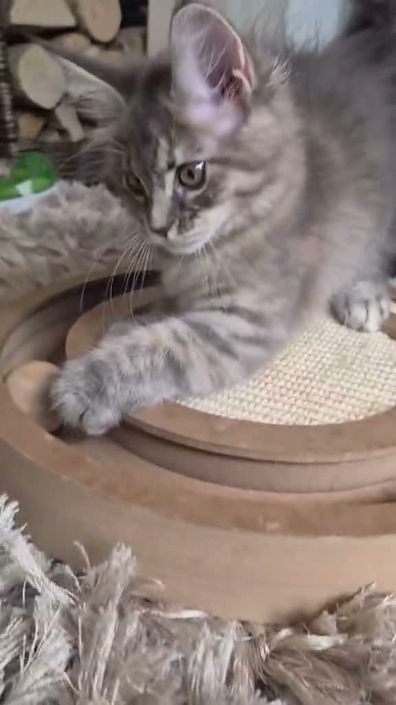 Maine Coon cats for sale: 🔥 CHAMPION RUSSIAN LINE XXL MAINE COON VACCINATED - Video 2