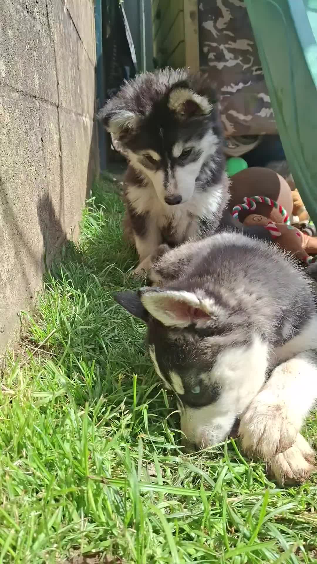 Pomsky dogs for sale: ❤️ G E O R G E O U S POMSKY PUPPIES READY TODAY ❤️ - Video 1