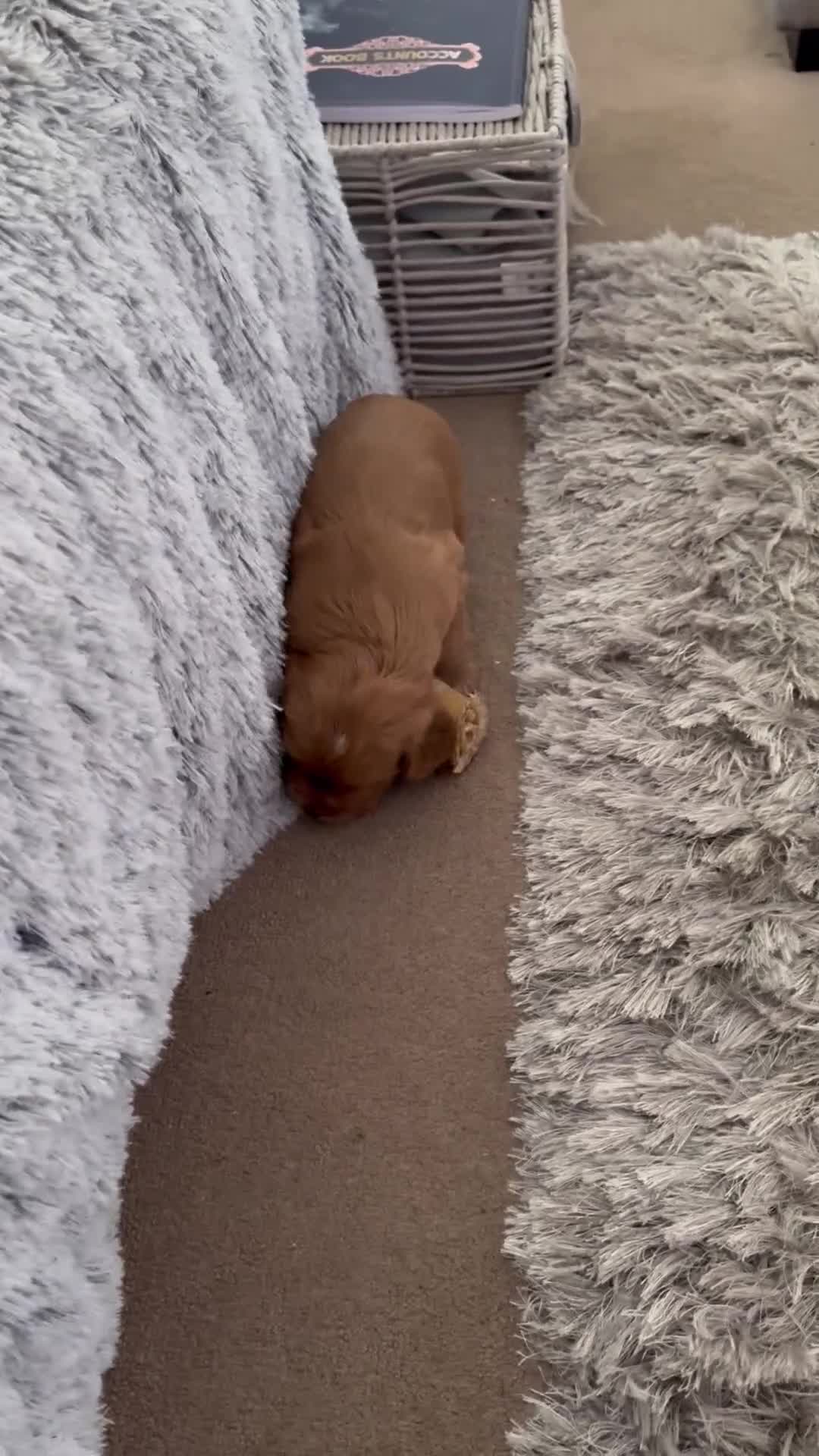 Cocker Spaniel dogs for sale: Show Type Cocker Spaniel Puppies – Girls Only - Video 1