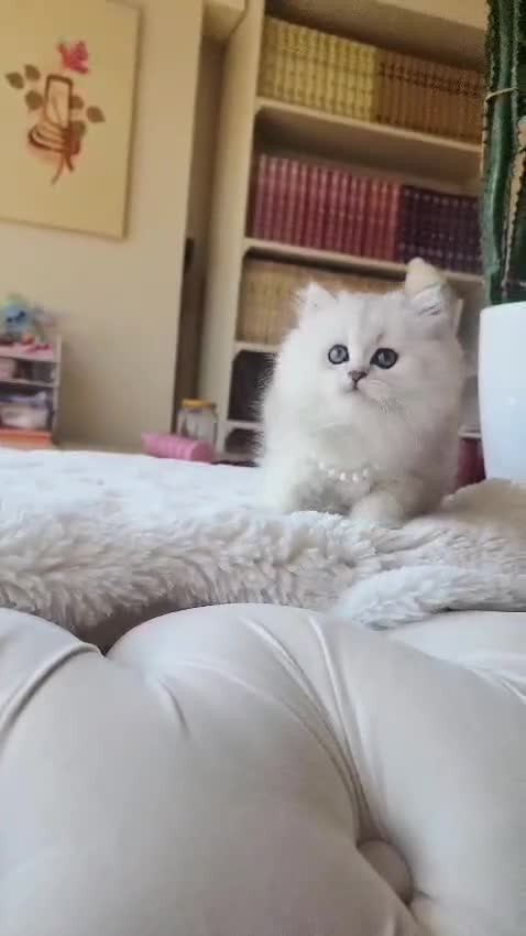British Longhair cats for sale: Little Princess – Beautiful Silver Fluffy Kitten - Video 1