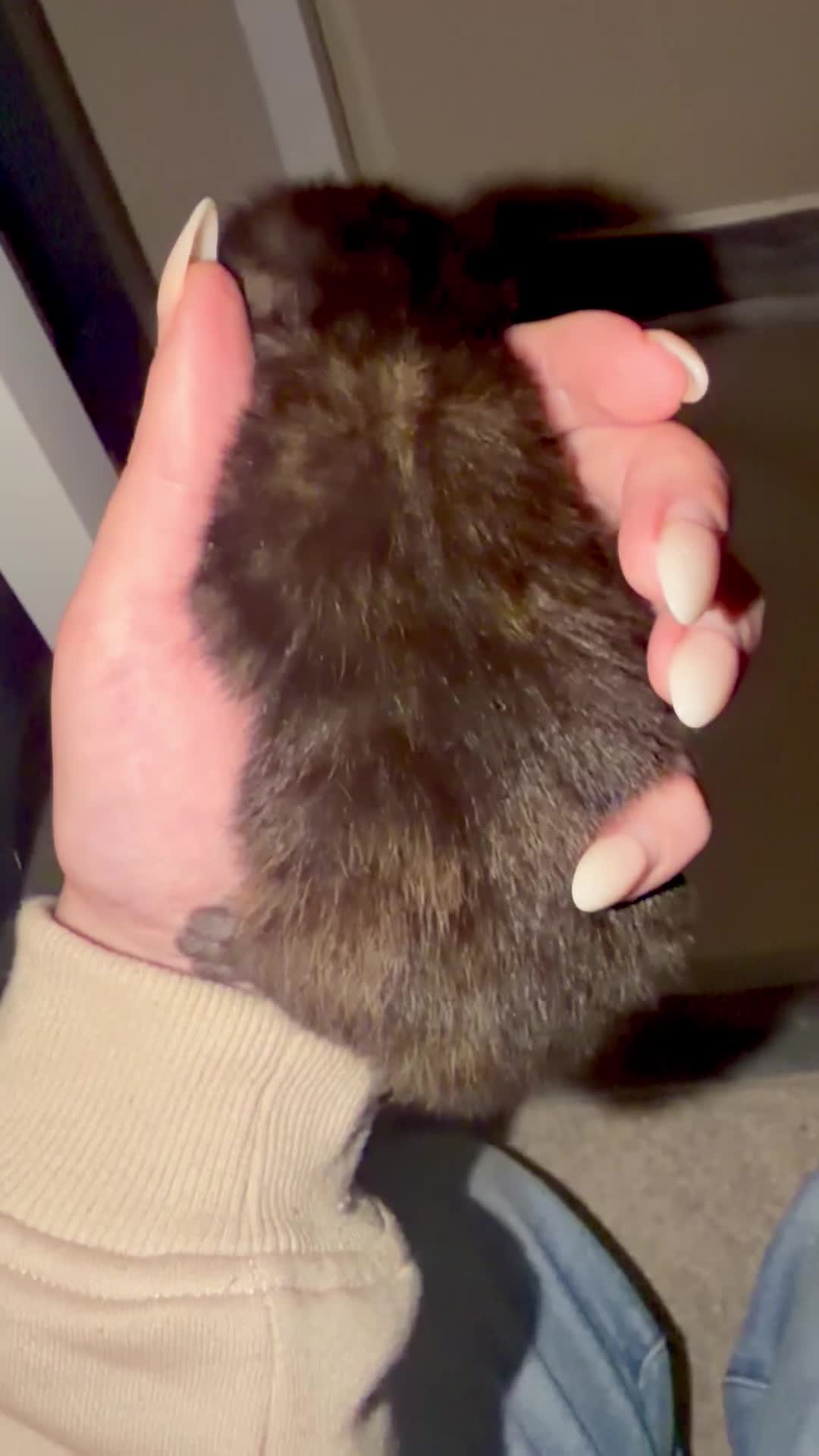 Mixed Breed cats for sale: Lovely Litter Of Mixed Kittens in Hull - Video 3
