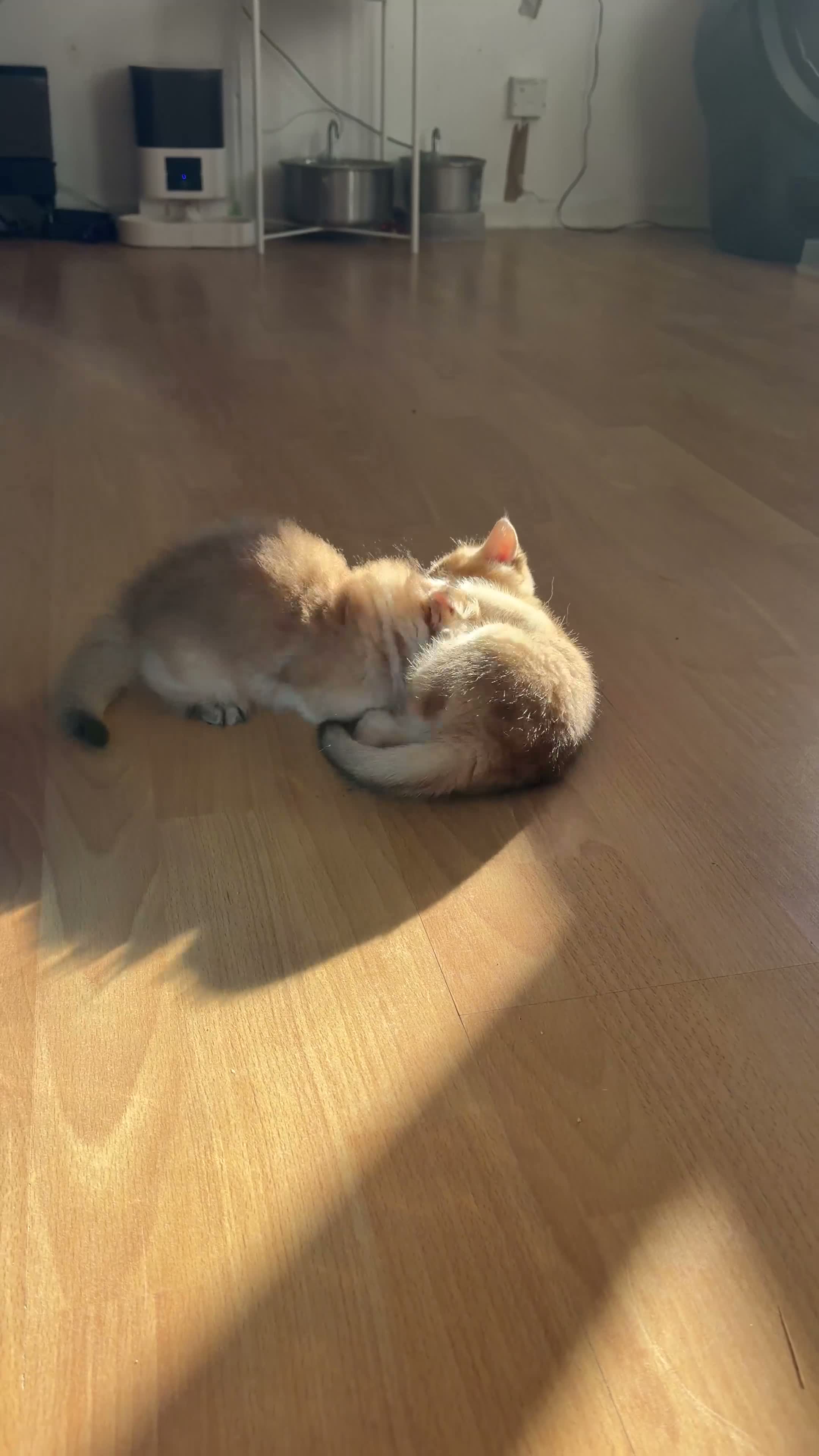 British Longhair cats for sale:  NY12 GOLDENSHADED White colour point  - Video 2