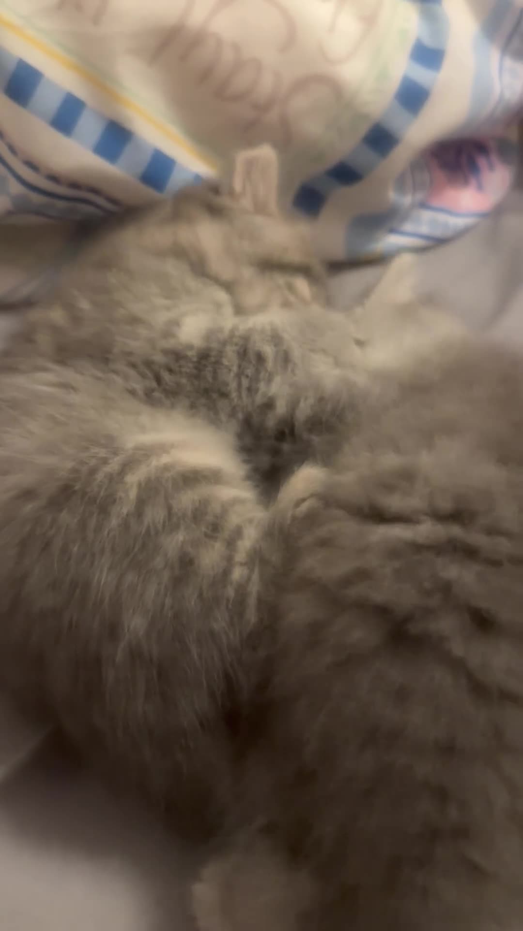 Mixed Breed cats for sale: Persian with fold British  - Video 1