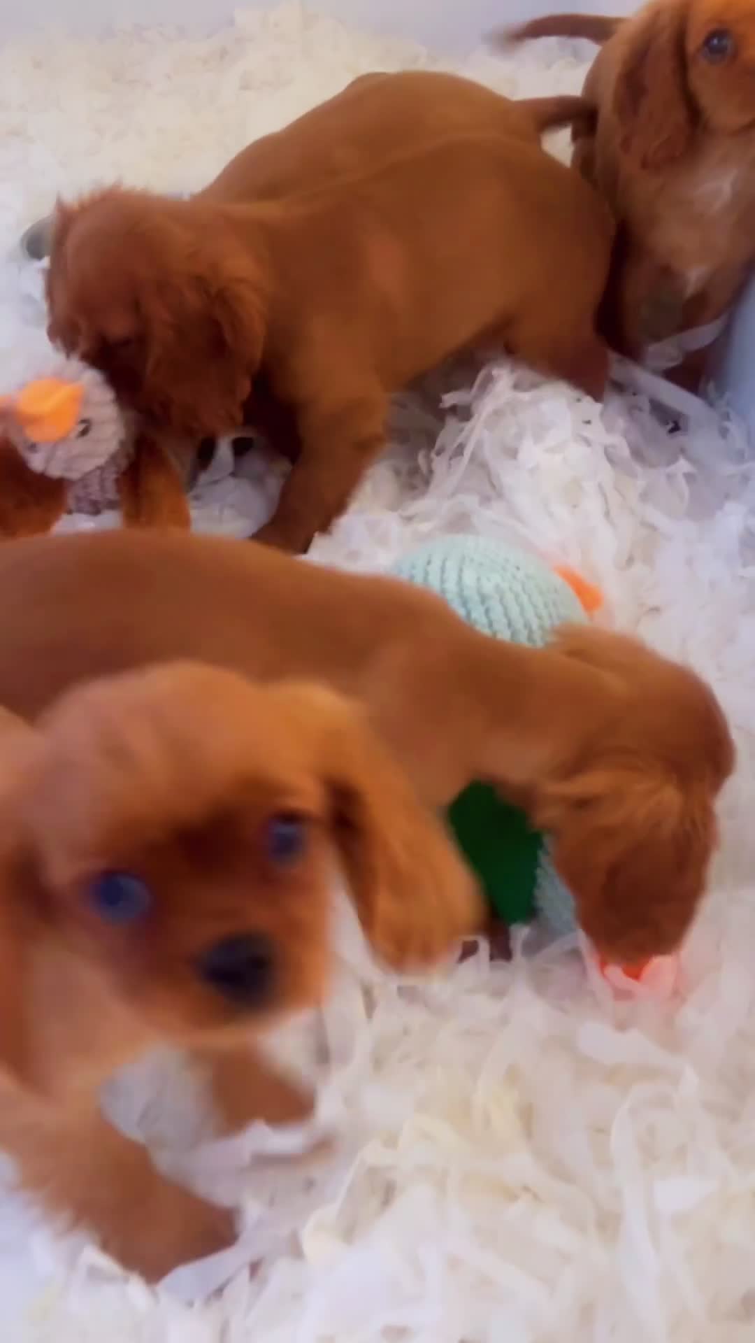 Cavalier King Charles Spaniel dogs for sale: Top Quality Cavalier Puppies  - Video 2