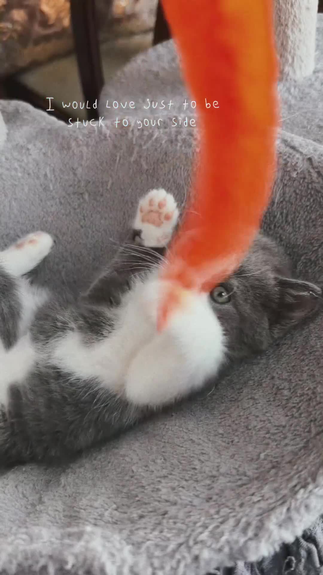 British Shorthair cats for sale: Last😘Ready for new family British  - Video 3