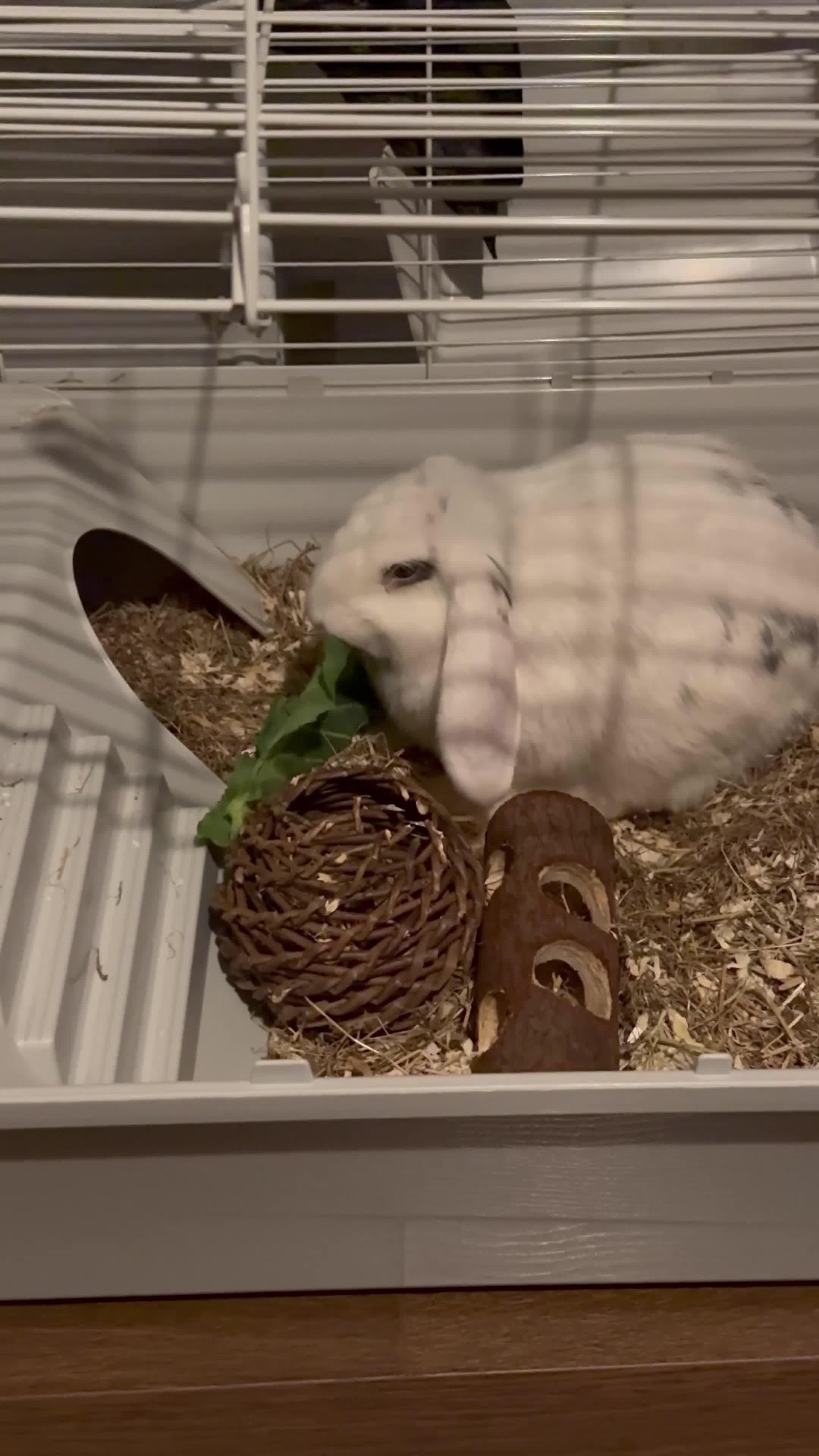 Mixed Breed rabbits for sale: Her name is Lola  - Video 1