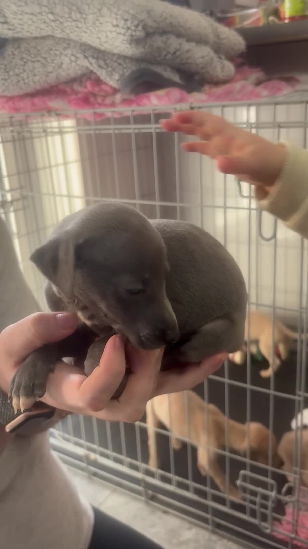 Mixed Breed dogs for sale: Italian greyhound 3/4 and 1/4 whippet puppies  - Video 1