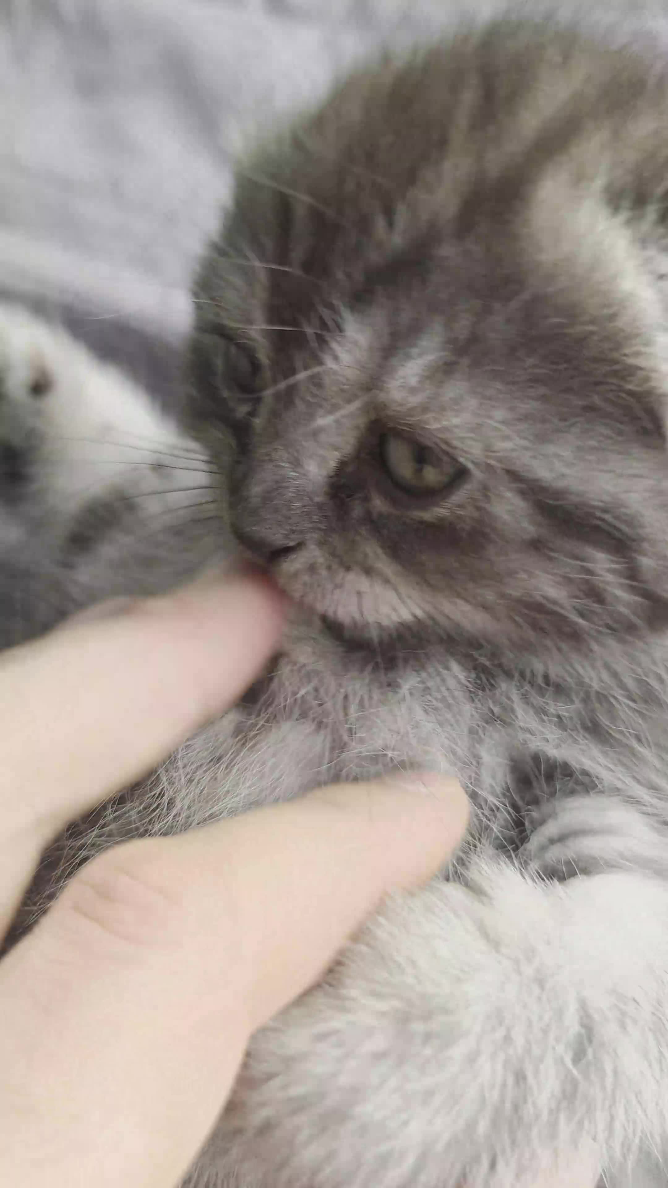 Scottish Fold cats for sale: Tabby Scottish Fold Kittens - Video 3