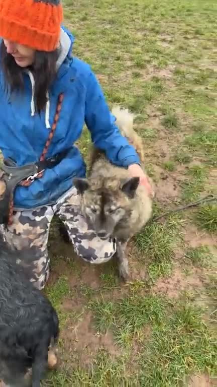 Mixed Breed dogs for adoption: Luna Chow - the people's princess 💜 in Kidderminster - Video 2