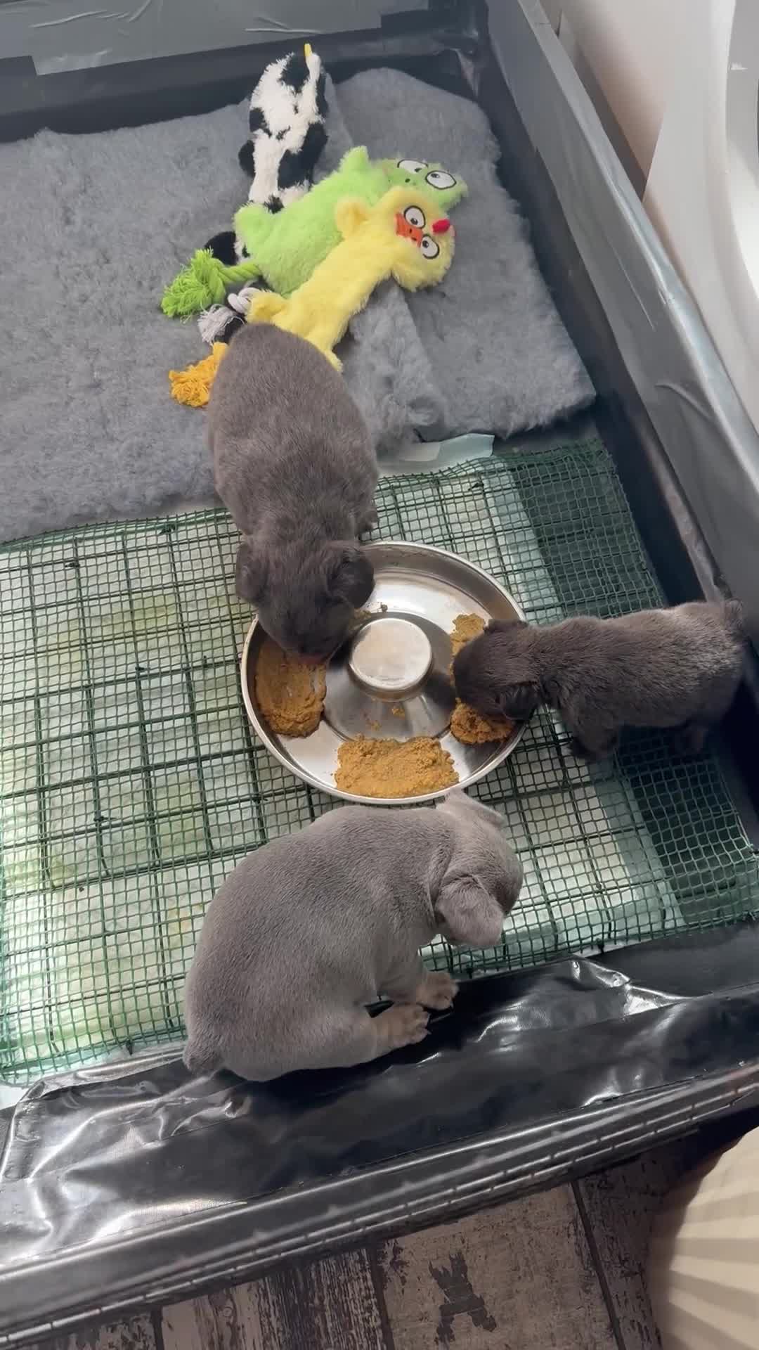 French Bulldog dogs for sale: Fluffy French bulldog puppies 🐶  - Video 2