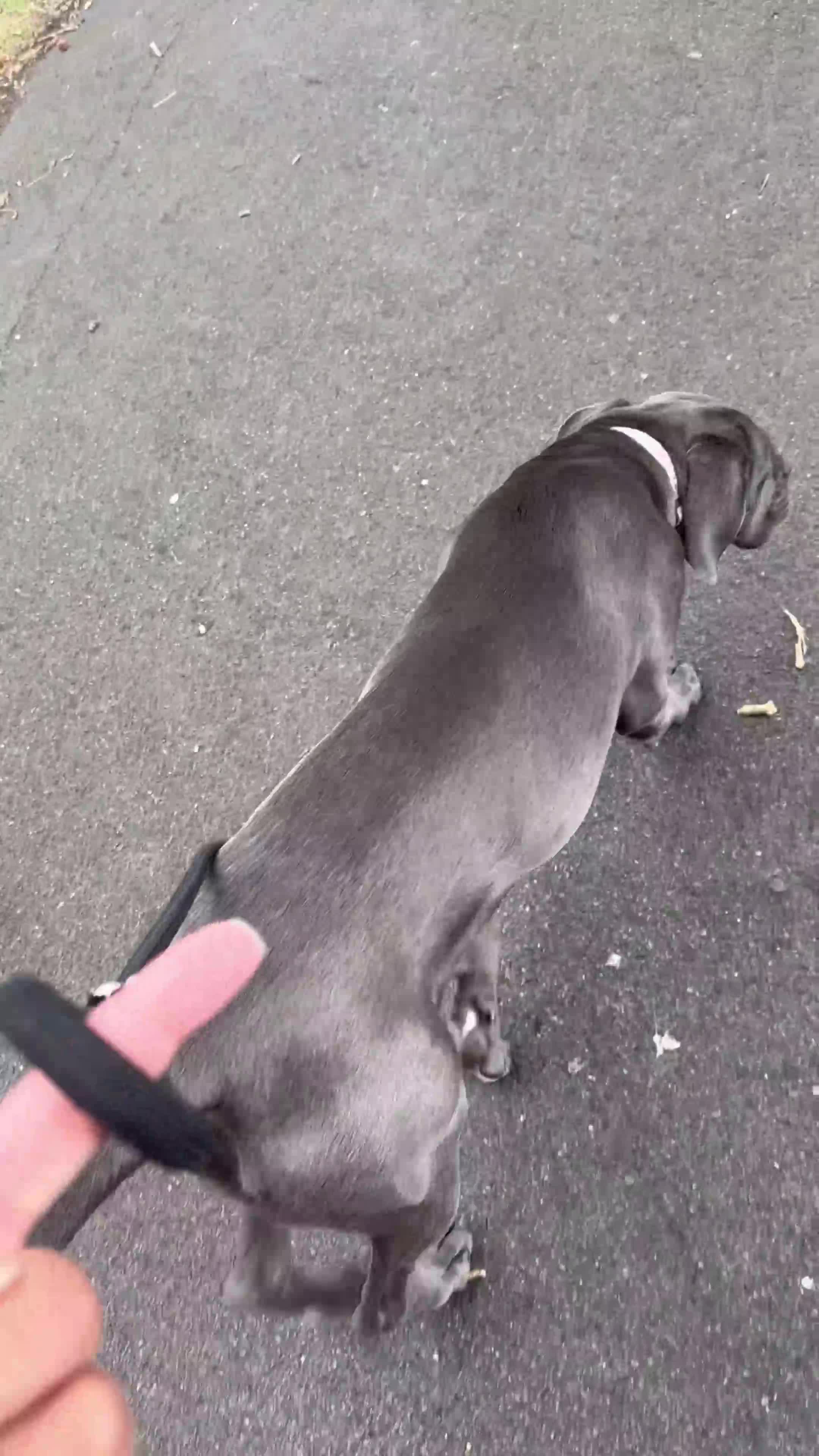 Cane Corso dogs for sale: 11 month old cane corso - Video 1
