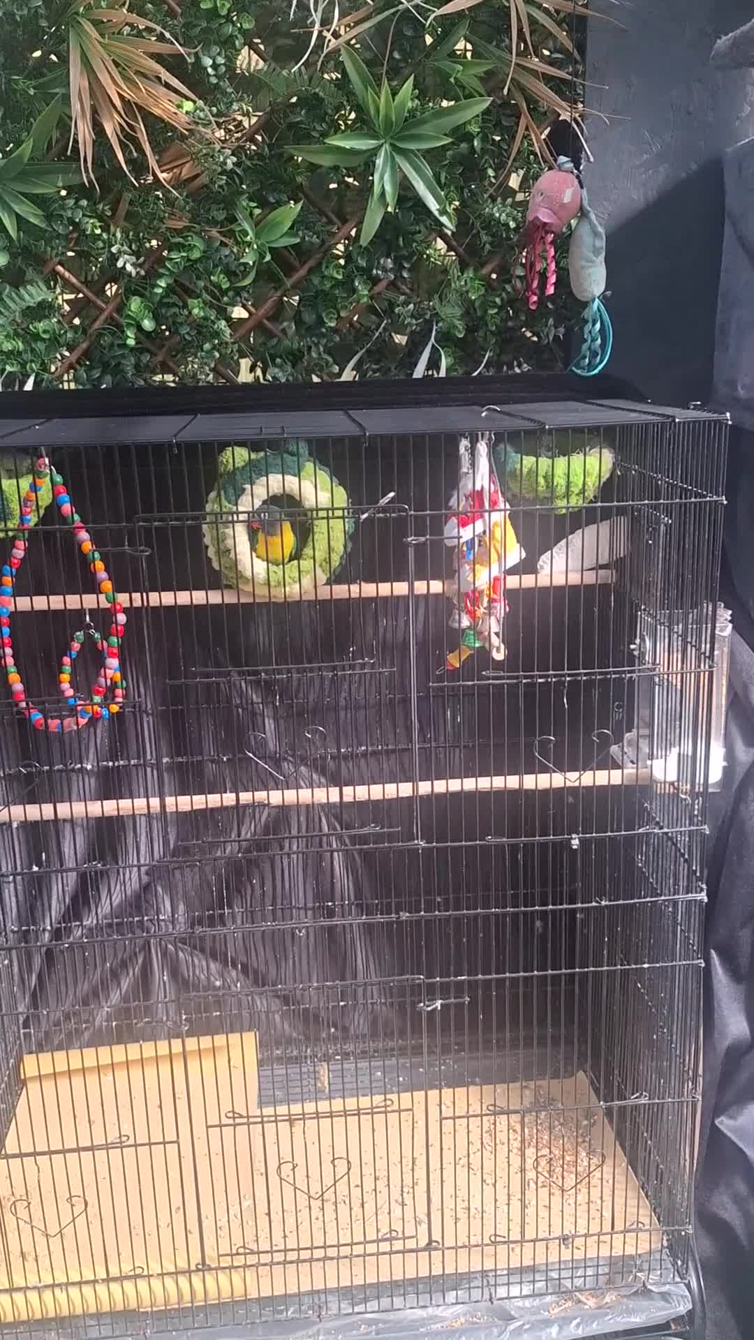 Lovebirds birds for sale: LOVE BIRDS pair. With cage and accessories  - Video 1