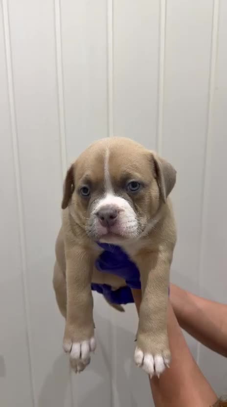 American Bully dogs for sale: Muscletone Bloodline American Bully Puppies - Video 1