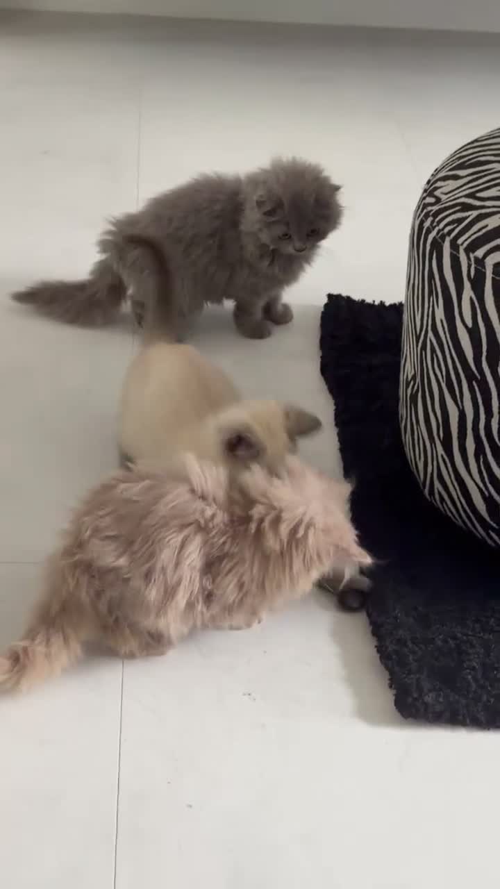 British Longhair cats for sale: Beautiful grey and lilac kittens - Video 1