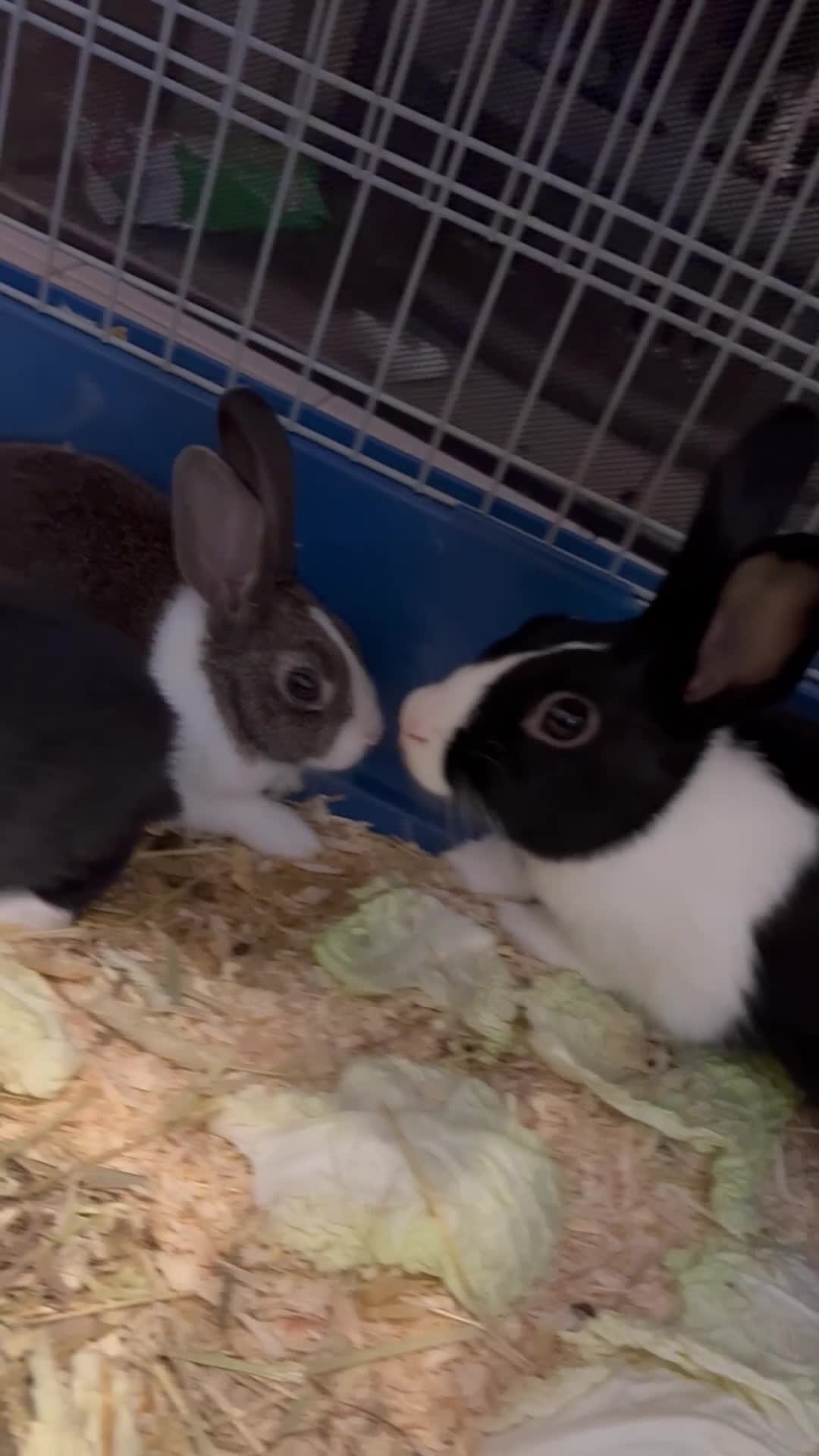 Dutch rabbits for sale: Mum and 3 kits DUTCH RABBITS💗🩵 - Video 1