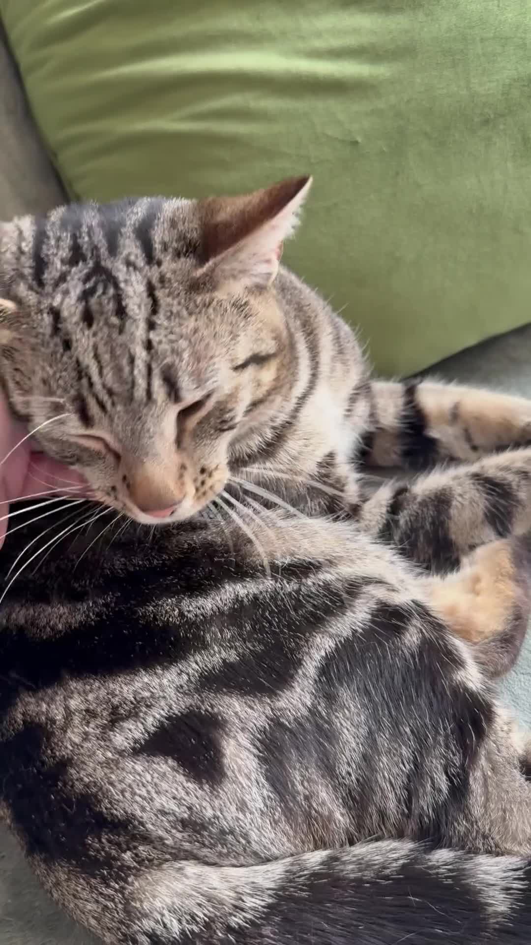 British Shorthair cats for sale: Lovely male tabby - Video 1