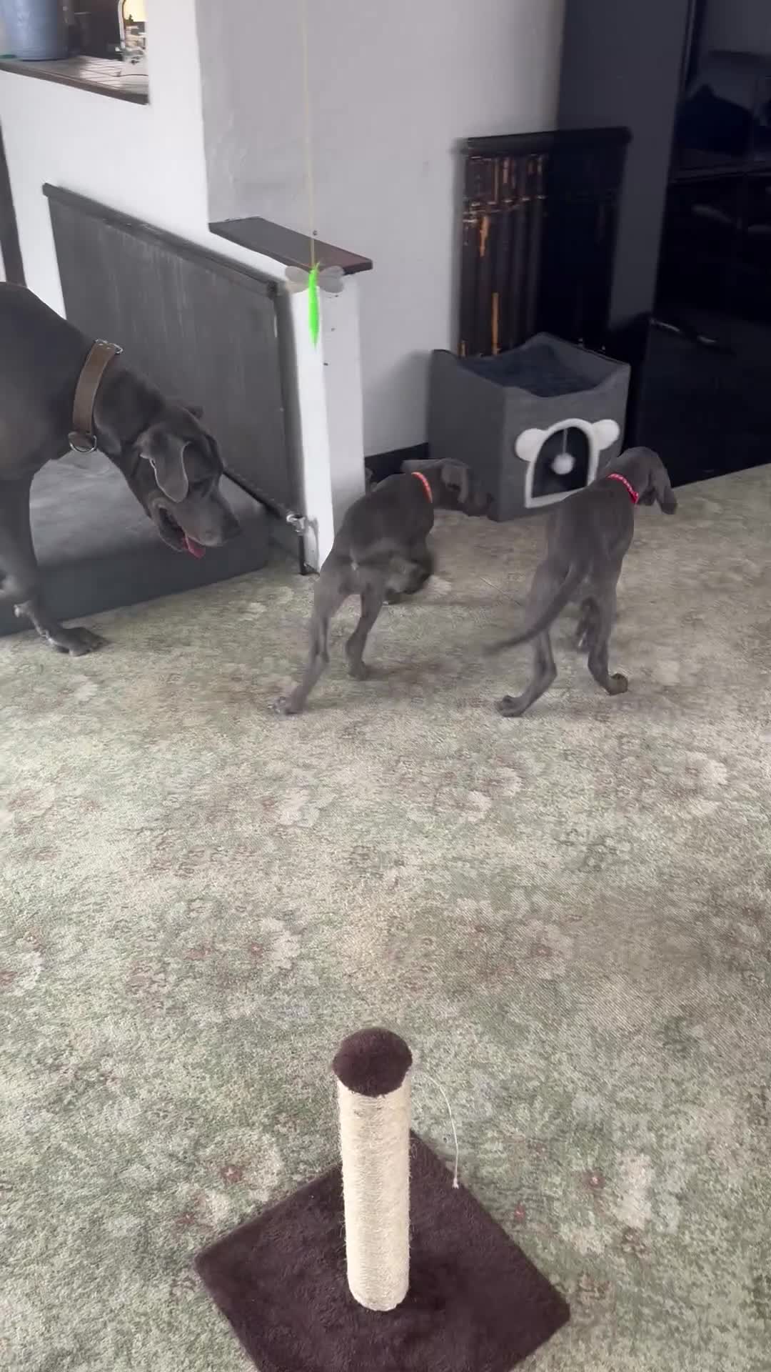 Great Dane dogs for sale: Gorgeous blue KC Great Danes.Ready now! - Video 1