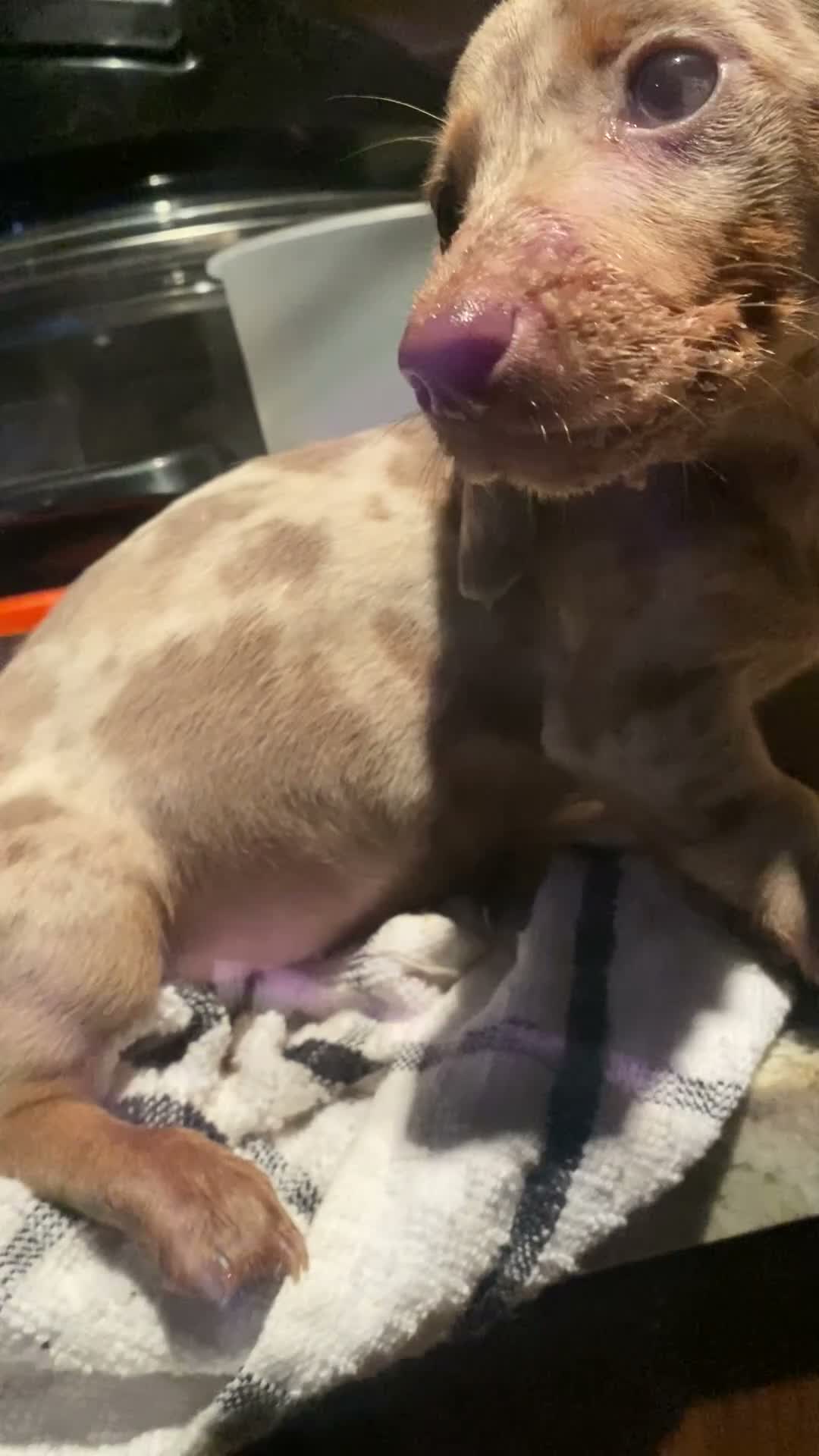 Miniature Dachshund dogs for sale: CHAMP🏆 MINI DACHSHUNDS 🇩🇪 Wir lieben Dachshunde - Video 3