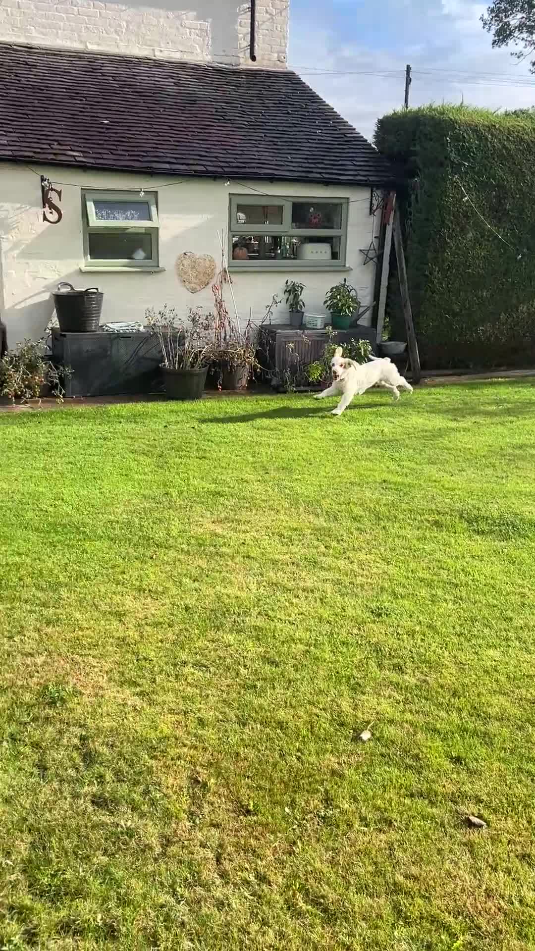 Cocker Spaniel dogs for sale: 3 year old show type cocker Boy - Video 2