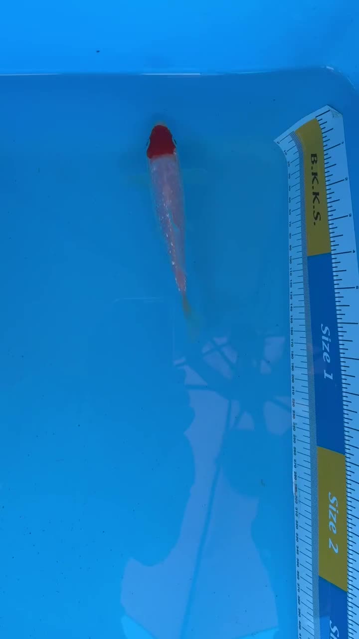 Koi Carp fish for sale: Koi Carp for Sale of Various Varieties and Ages - Video 1