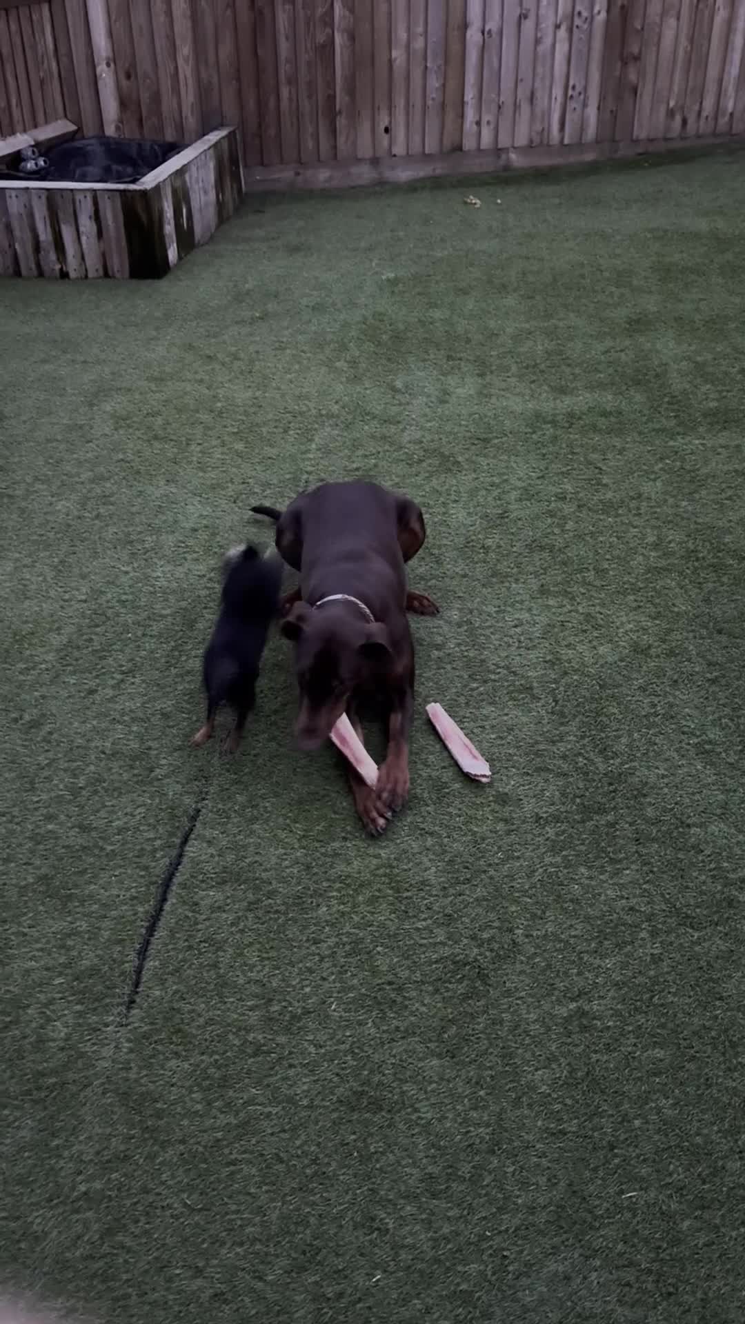 Dobermann dogs for sale: Doberman Girl – Adoption to Loving Home - Video 2