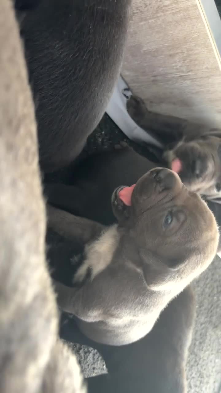 Cane Corso dogs for sale: Pure breed Cane Corso puppy’s  in Bristol - Video 1
