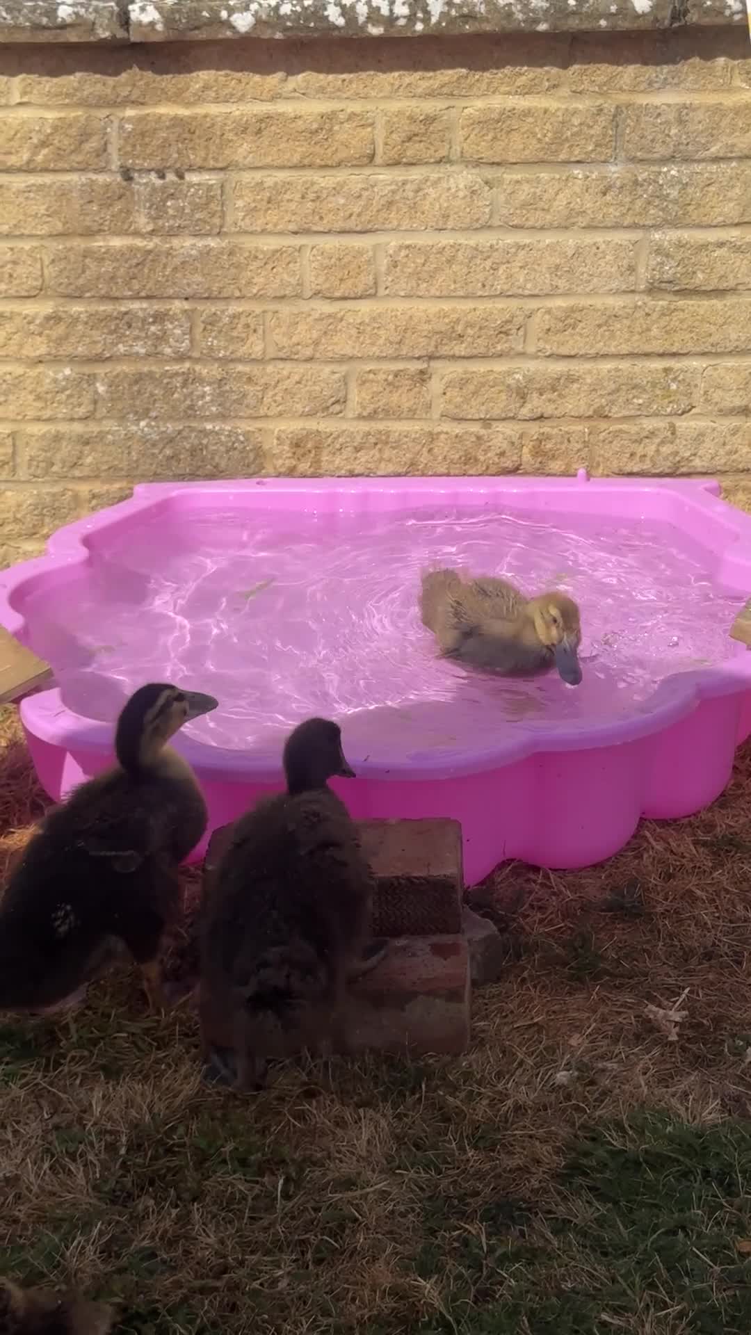 Ducks poultry for sale:     ❤️ Four Beautiful Hand-Reared Ducklings  in Stowmarket - Video 2