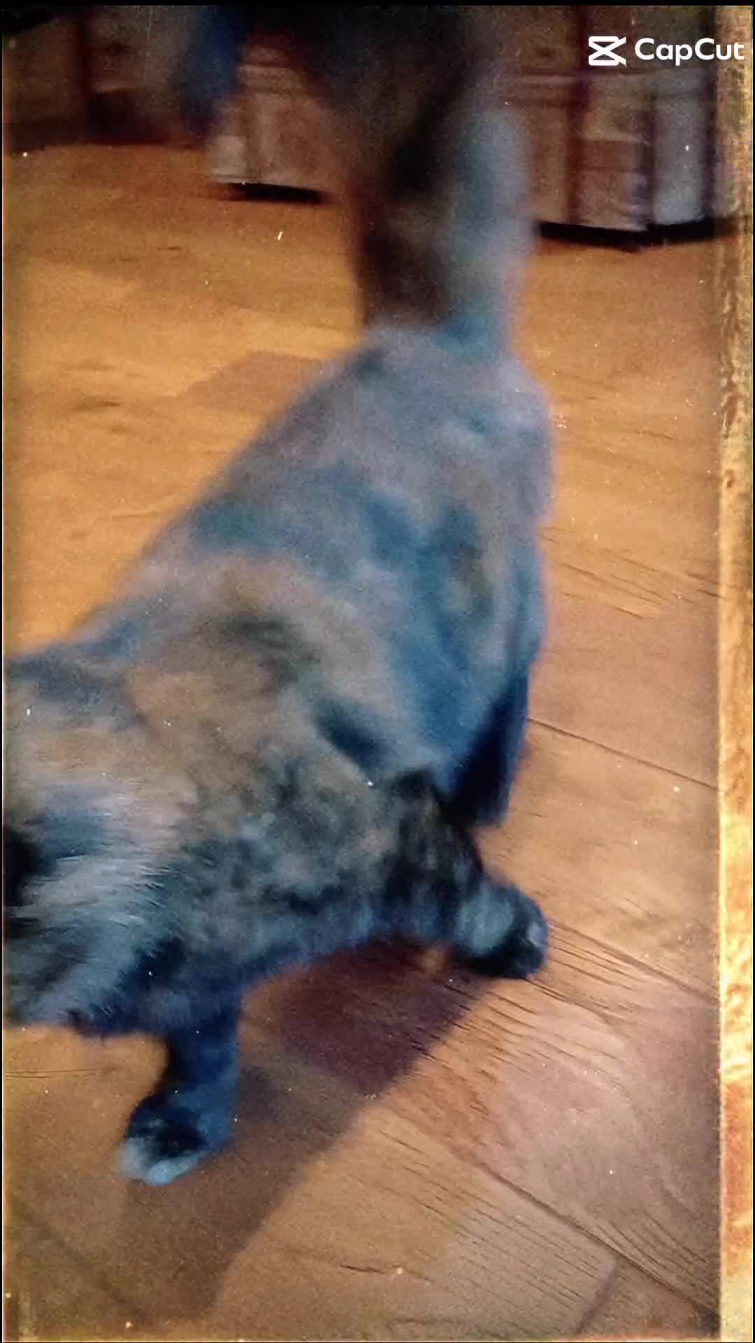 European cats for sale: ​🐾 Looking a new home: Stunning Tortoiseshell cat in Sheffield - Video 2