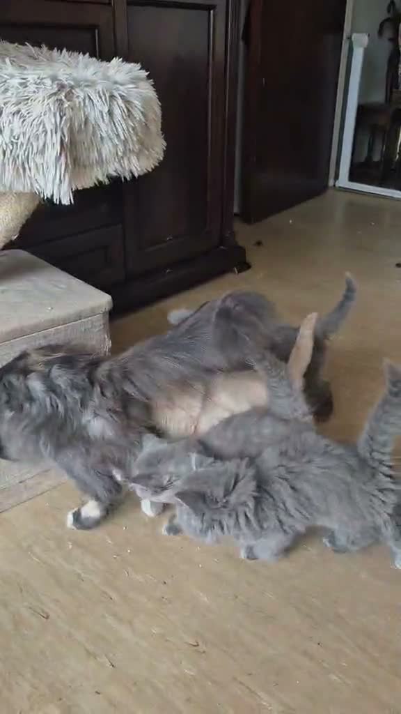 British Longhair cats for sale: BEAUTIFUL BRITISH LONGHAIR KITTENS - Video 1