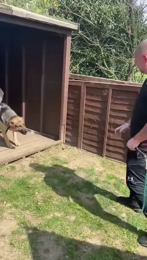 German shepherd puppies for sale in London | Pets4Homes