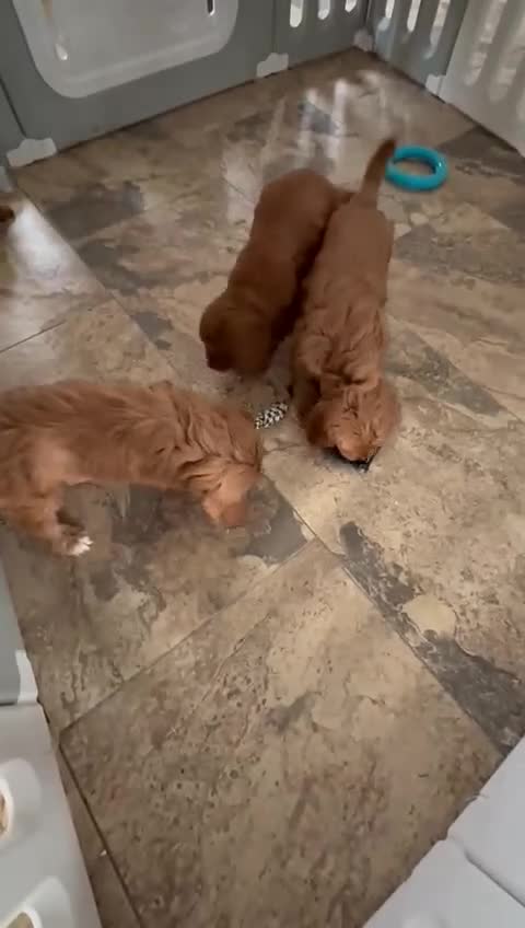 Cockapoo dogs for sale: Stunning Cockapoo Puppies - Video 1