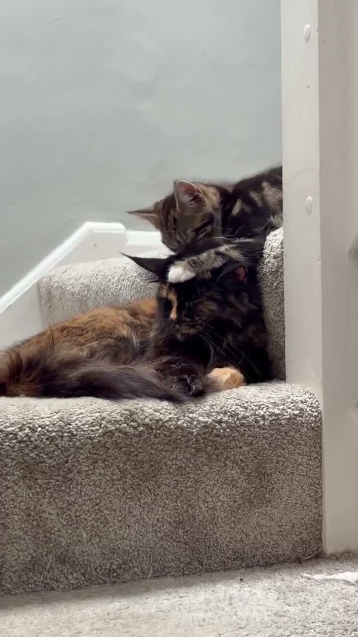 Maine Coon cats for sale: Maine Coon mixed kittens  - Video 2