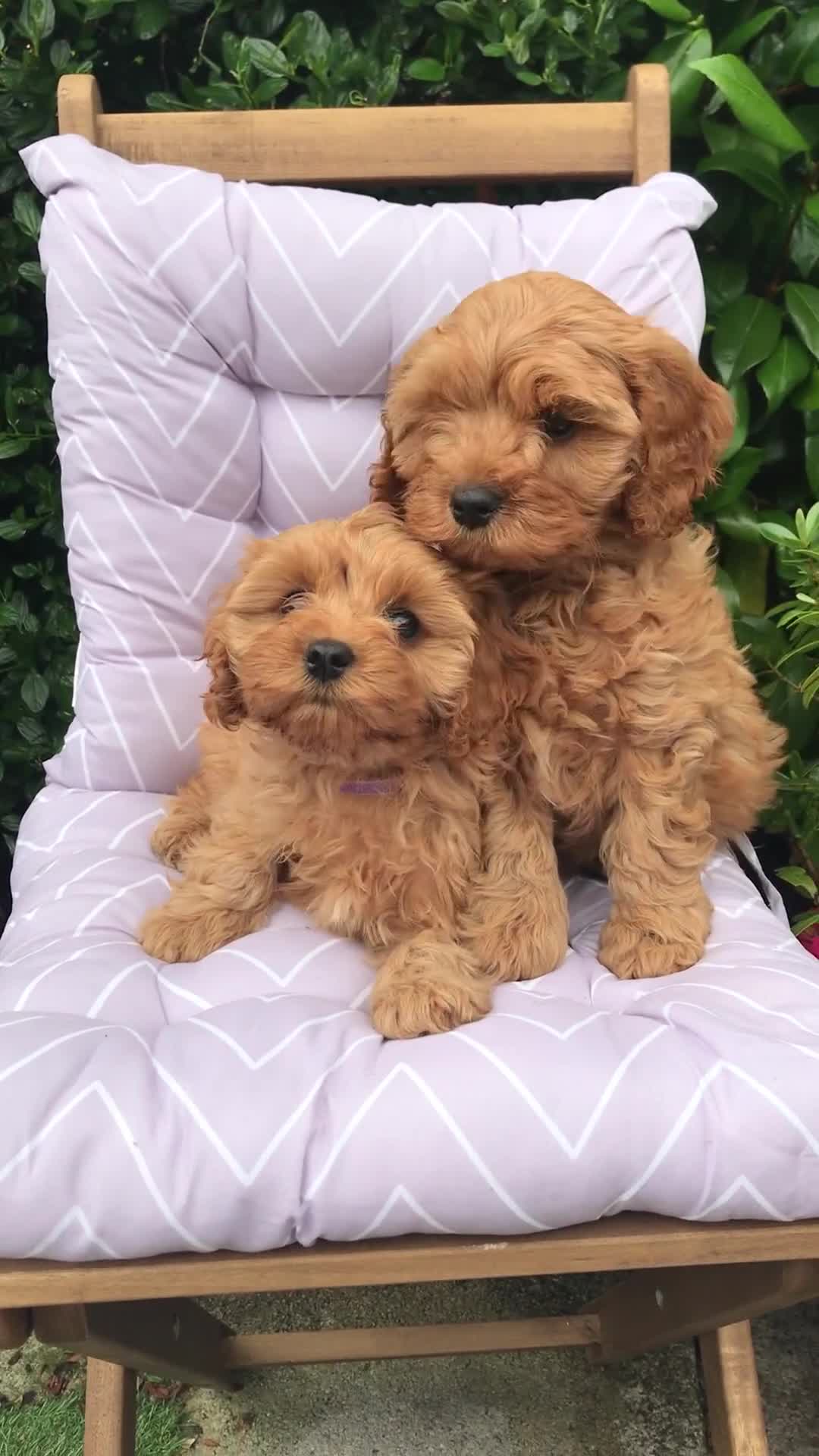Cavapoo dogs for sale: Stunning 🌟Cavapoo girl extensively DNA tested 🌟 - Video 4