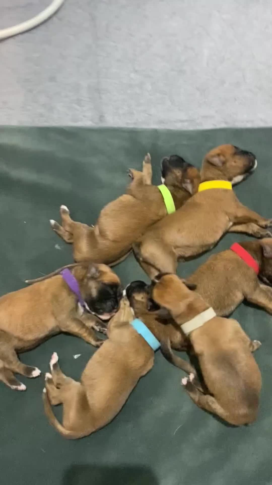 Boxer dogs for sale: 27 Champion bloodline red and black mask boxers - Video 2