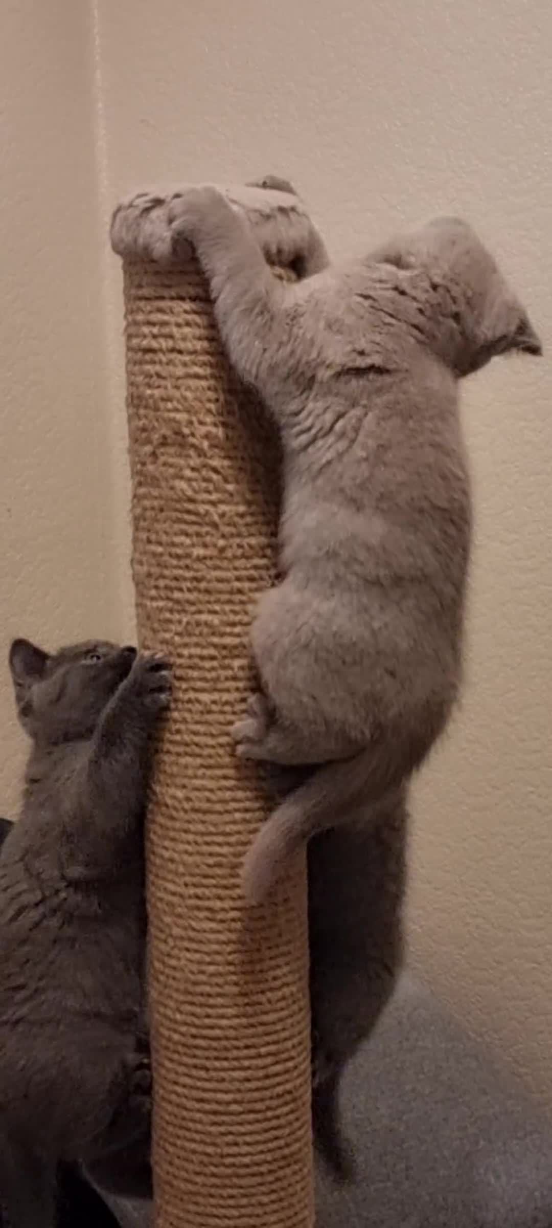 Scottish Fold cats for sale: Ready for new home 😻 - Video 1