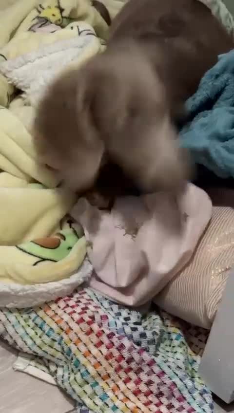 Miniature Dachshund dogs for stud: 🏆ISRI, CHAMPION STUD🏆 - Video 2