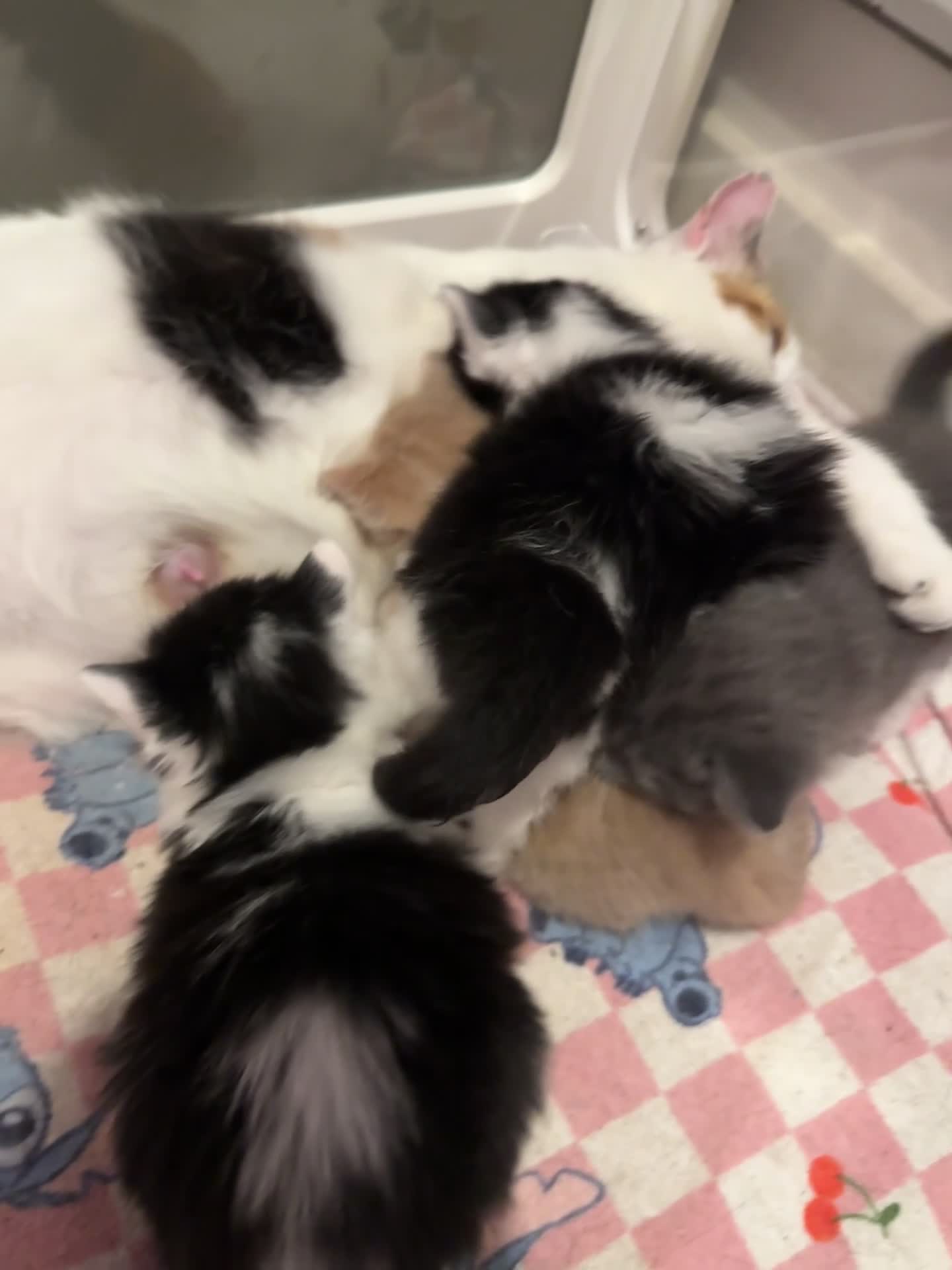Mixed Breed cats for sale: Beautiful grey / black and white half Mainecoon  - Video 2