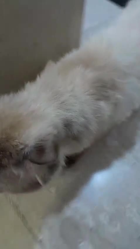Mixed Breed cats for adoption: RAG- RAGDOLL BOY NEUTERED  - Video 1