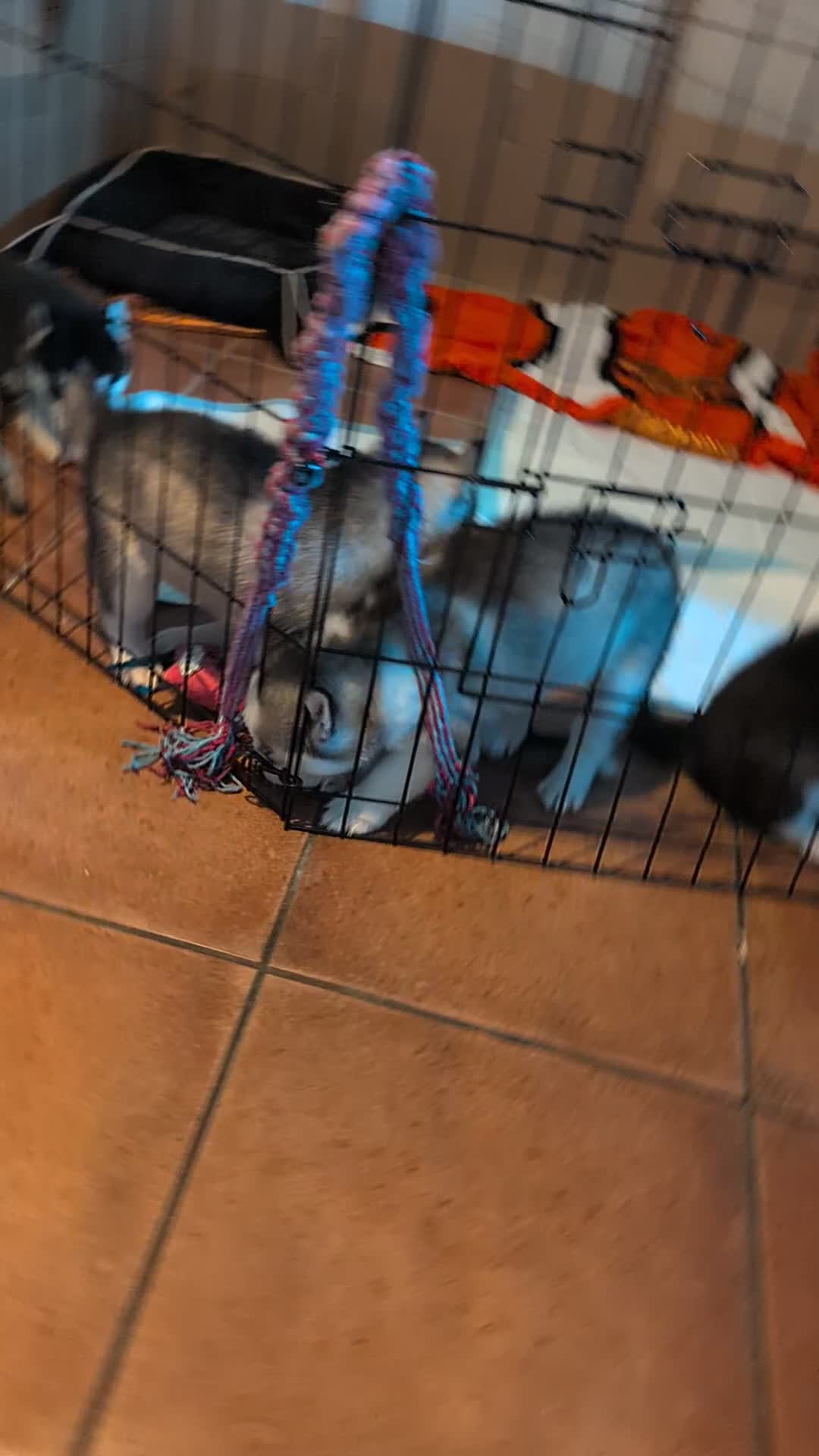 Siberian Husky dogs for sale: Siberian Husky puppies for sale  - Video 1