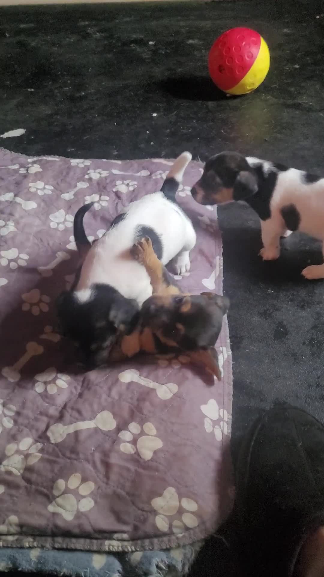 Jack Chi dogs for sale: Beautiful Jack Chi Puppies - Video 2