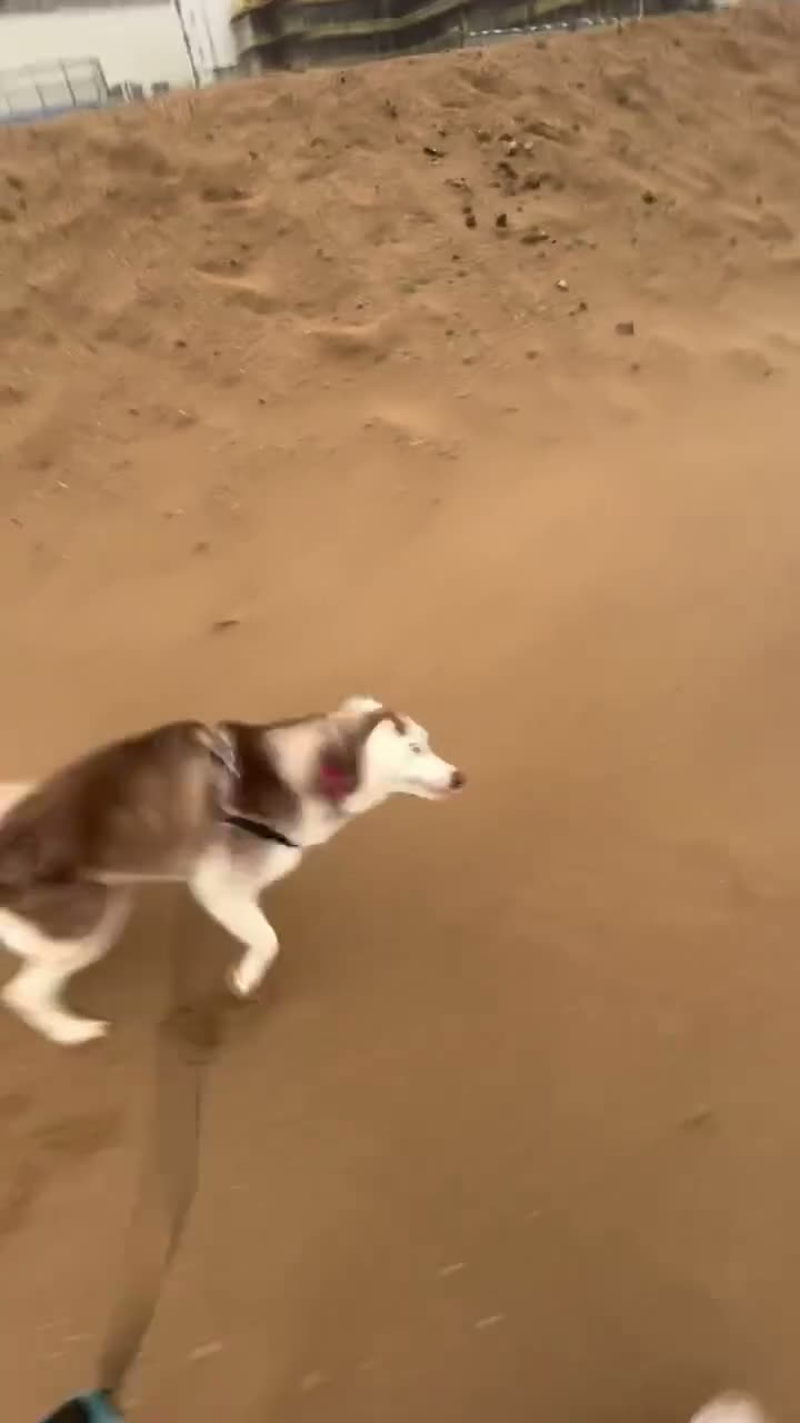 Siberian Husky dogs for sale: 5 Year Old Female Husky - Video 1