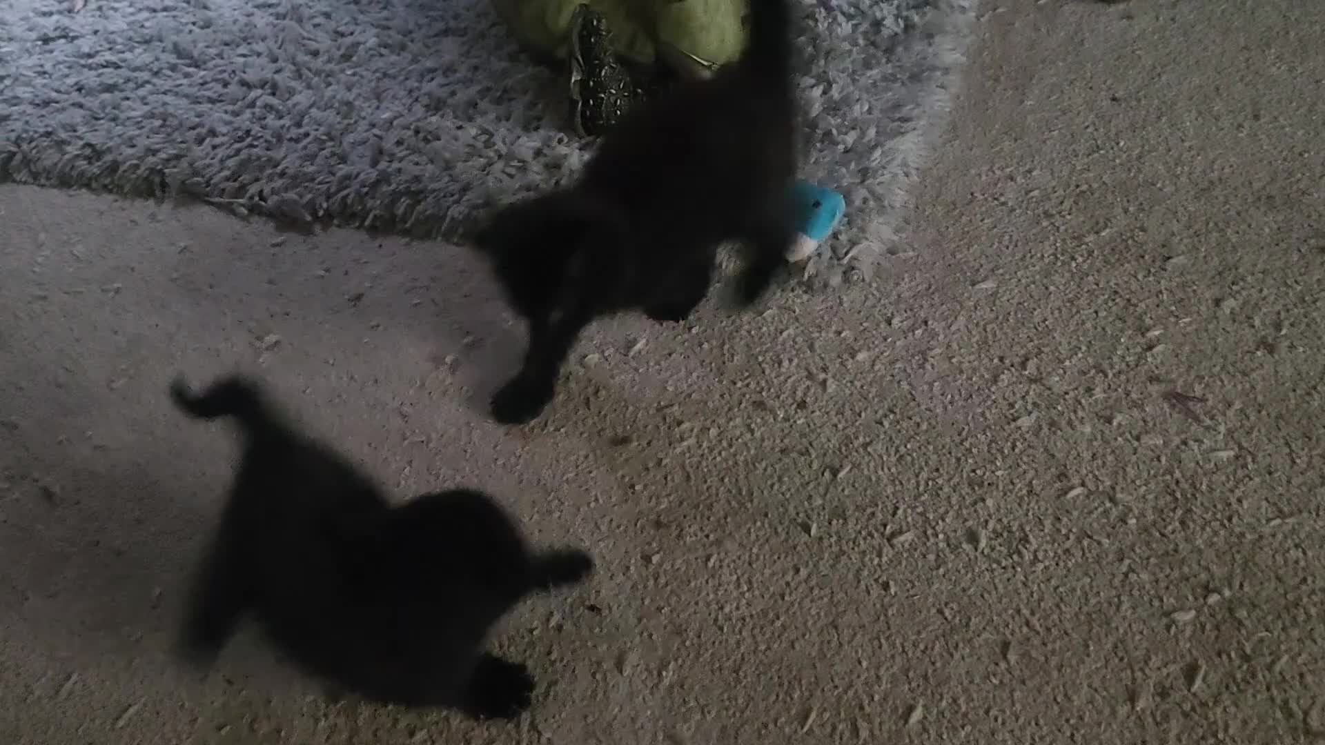 Mixed Breed cats for sale: Beautiful half Ragdoll kittens - Video 1