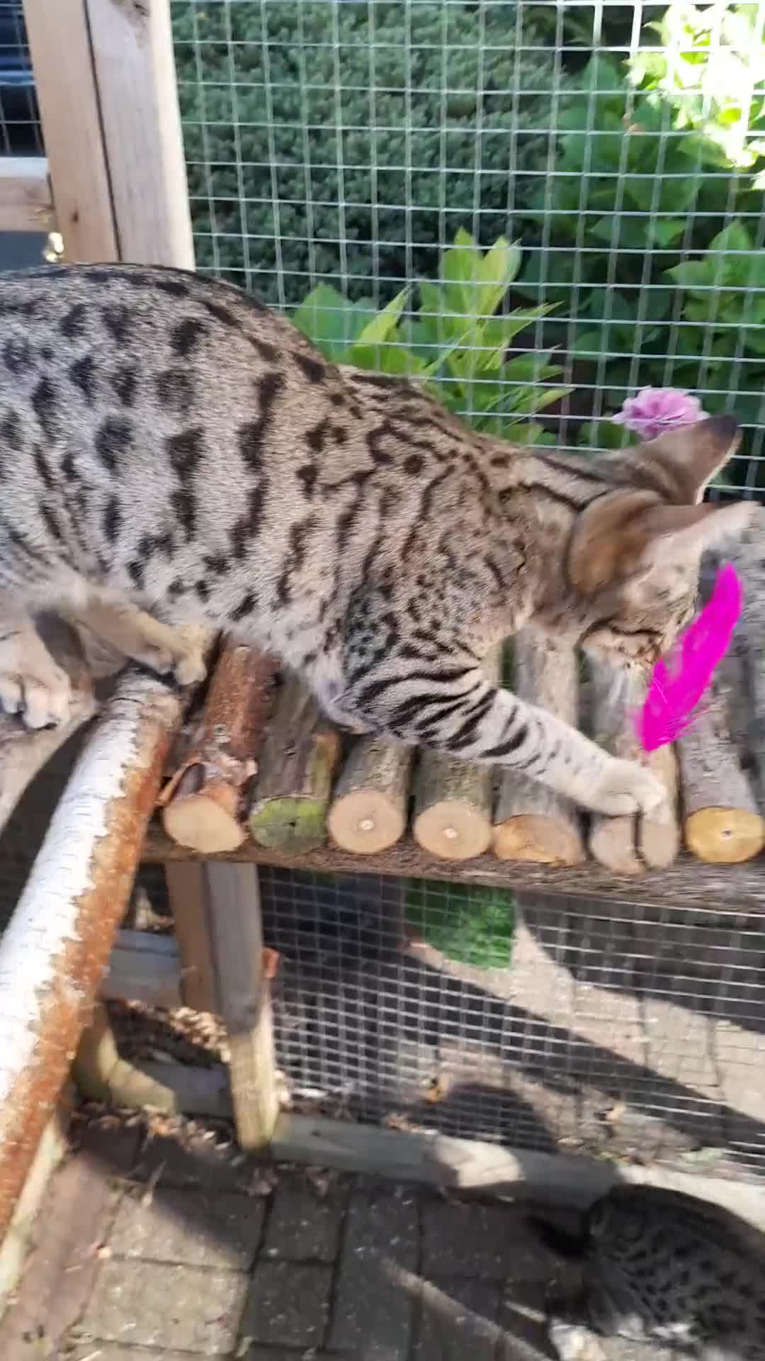 Savannah cats for sale: F5 Full Pedigree Tica Registered Girl Kitten - Video 1