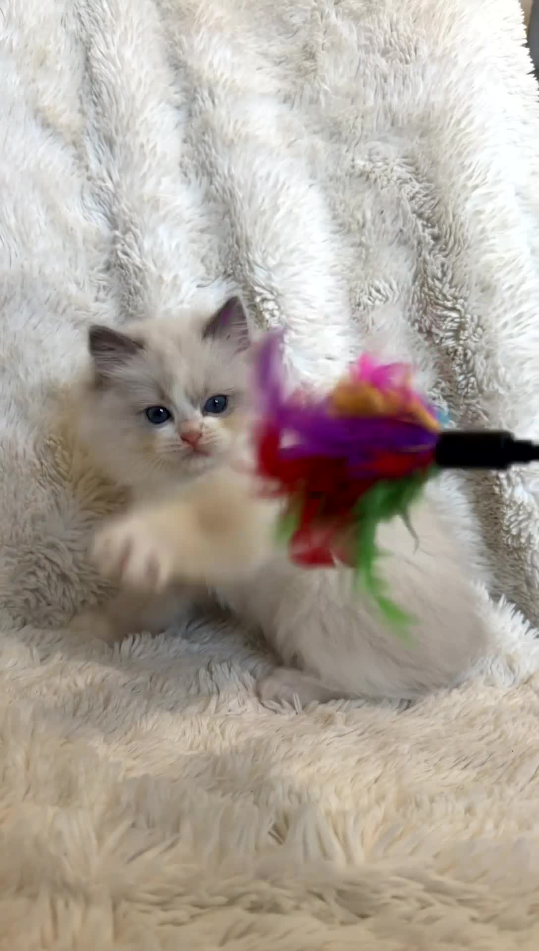 Ragdoll cats for sale: Blue Bi colour European Ragdolls 🩵🩵 - Video 3