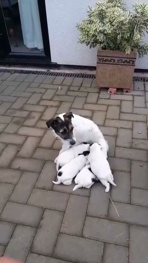 Jack Russell dogs for sale: 2x male Jack russel puppies  in Crediton - Video 1